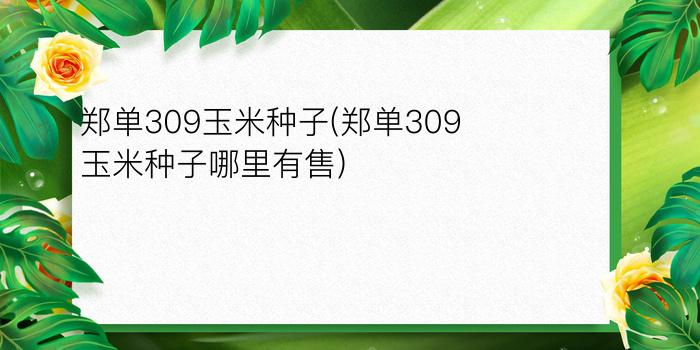 郑单309玉米种子(郑单309玉米种子哪里有售)