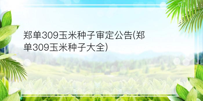 郑单309玉米种子审定公告(郑单309玉米种子大全)