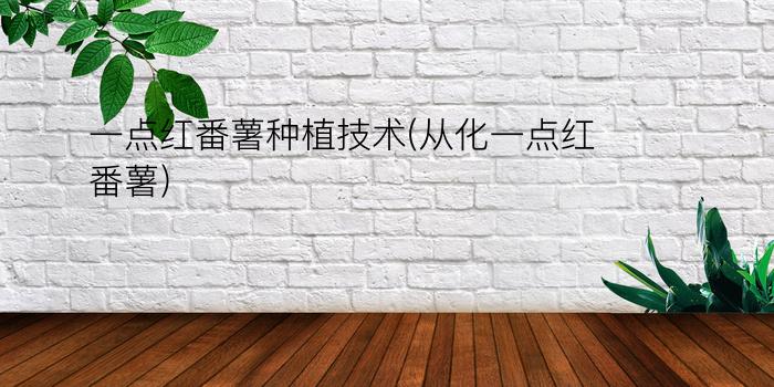 一点红番薯种植技术(从化一点红番薯)