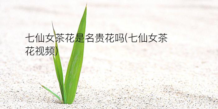 七仙女茶花是名贵花吗(七仙女茶花视频)