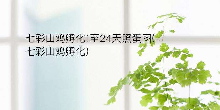 七彩山鸡孵化1至24天照蛋图(七彩山鸡孵化)