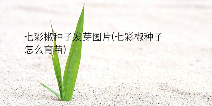 七彩椒种子发芽图片(七彩椒种子怎么育苗)