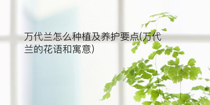 万代兰怎么种植及养护要点(万代兰的花语和寓意)