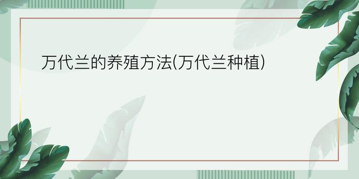 万代兰的养殖方法(万代兰种植)