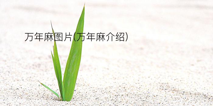 万年麻图片(万年麻介绍)