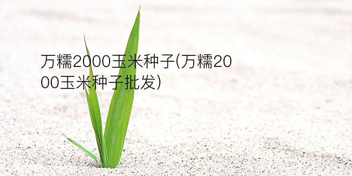 万糯2000玉米种子(万糯2000玉米种子批发)