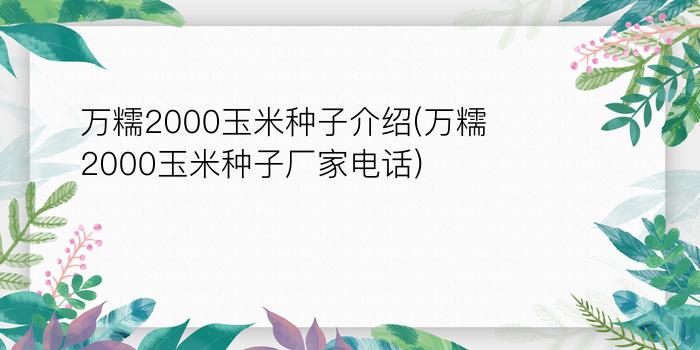 万糯2000玉米种子介绍(万糯2000玉米种子厂家电话)