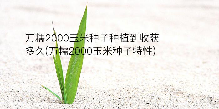 万糯2000玉米种子种植到收获多久(万糯2000玉米种子特性)