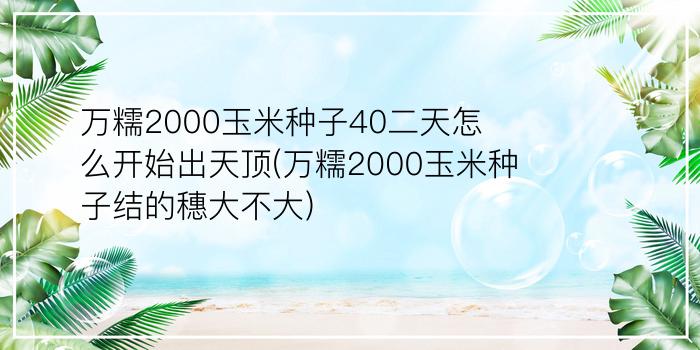 万糯2000玉米种子40二天怎么开始出天顶(万糯2000玉米种子结的穗大不大)