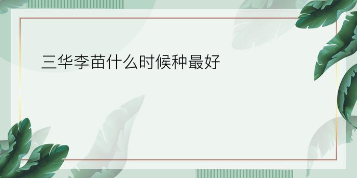 三华李苗什么时候种最好