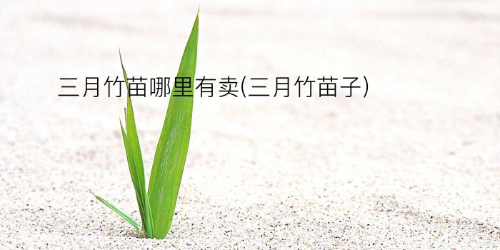 三月竹苗哪里有卖(三月竹苗子)