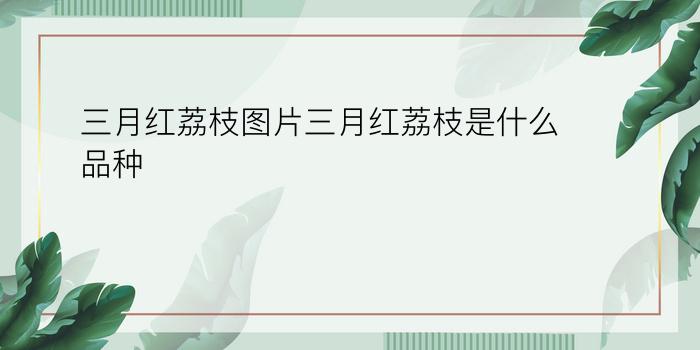 三月红荔枝图片三月红荔枝是什么品种