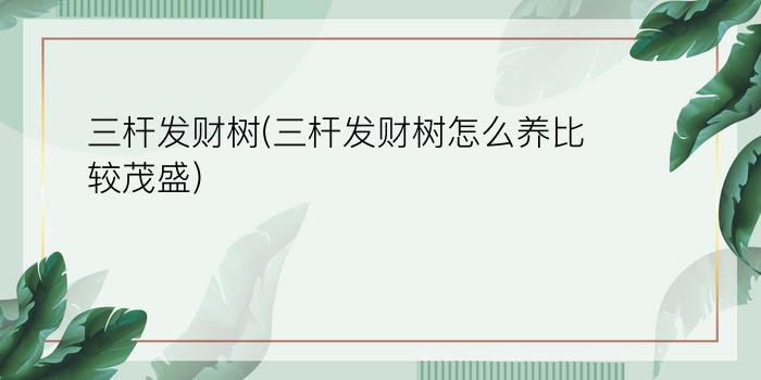 三杆发财树(三杆发财树怎么养比较茂盛)