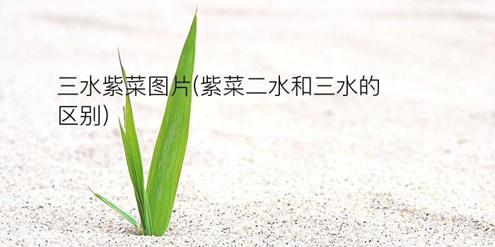 三水紫菜图片(紫菜二水和三水的区别)