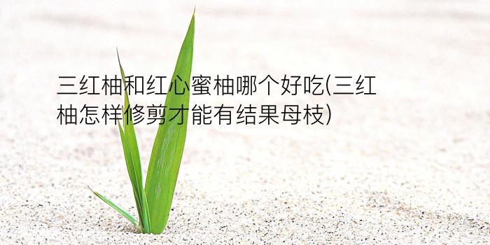 三红柚和红心蜜柚哪个好吃(三红柚怎样修剪才能有结果母枝)