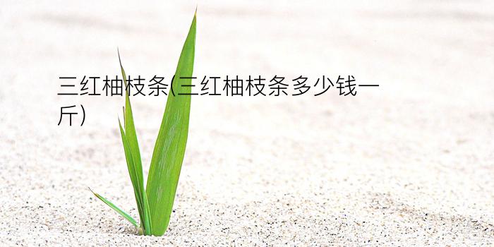 三红柚枝条(三红柚枝条多少钱一斤)