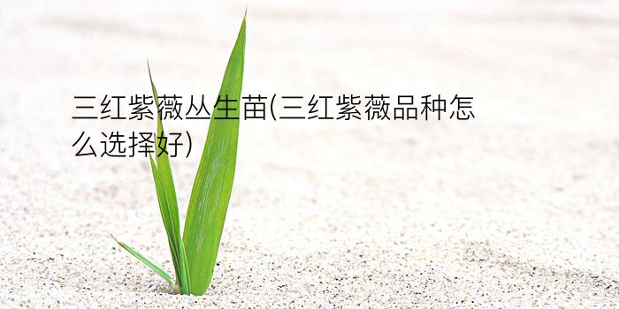 三红紫薇丛生苗(三红紫薇品种怎么选择好)