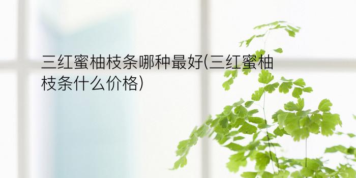 三红蜜柚枝条哪种最好(三红蜜柚枝条什么价格)