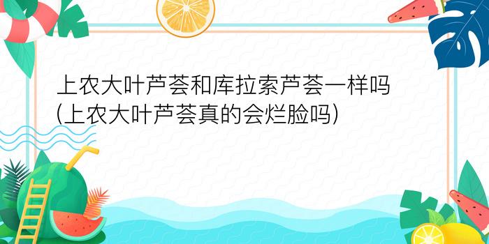 上农大叶芦荟和库拉索芦荟一样吗(上农大叶芦荟真的会烂脸吗)