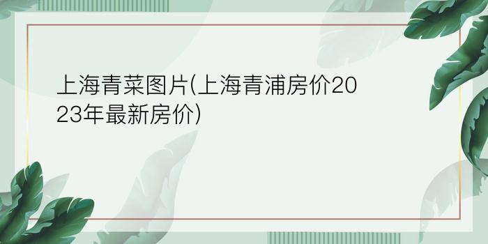 上海青菜图片(上海青浦房价2023年最新房价)