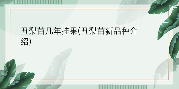 丑梨苗几年挂果(丑梨苗新品种介绍)