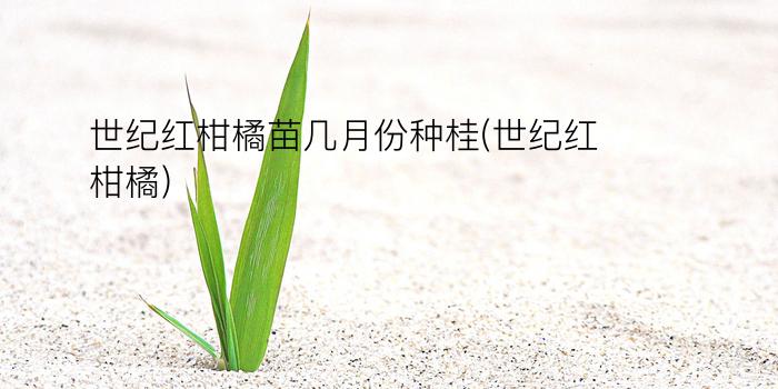 世纪红柑橘苗几月份种桂(世纪红柑橘)