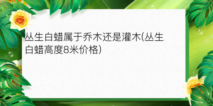 丛生白蜡属于乔木还是灌木(丛生白蜡高度8米价格)