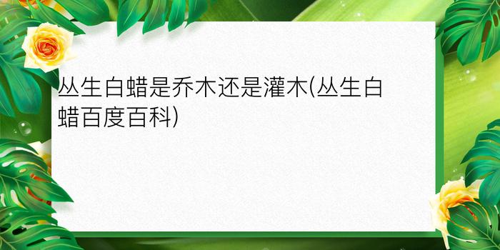 丛生白蜡是乔木还是灌木(丛生白蜡百度百科)