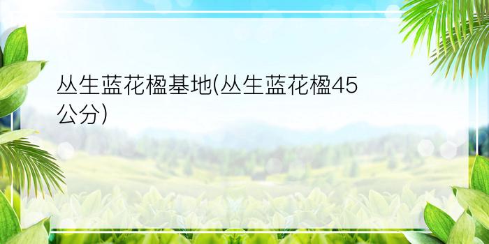 丛生蓝花楹基地(丛生蓝花楹45公分)