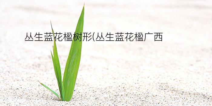 丛生蓝花楹树形(丛生蓝花楹广西)