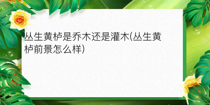 丛生黄栌是乔木还是灌木(丛生黄栌前景怎么样)