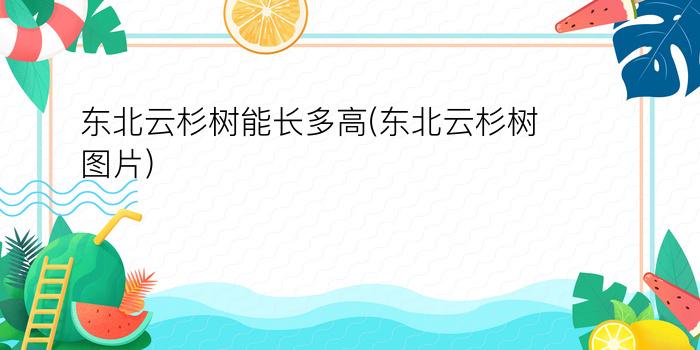 东北云杉树能长多高(东北云杉树图片)