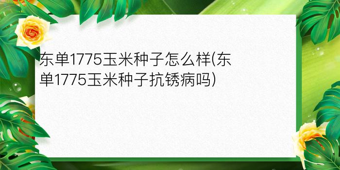 东单1775玉米种子怎么样(东单1775玉米种子抗锈病吗)