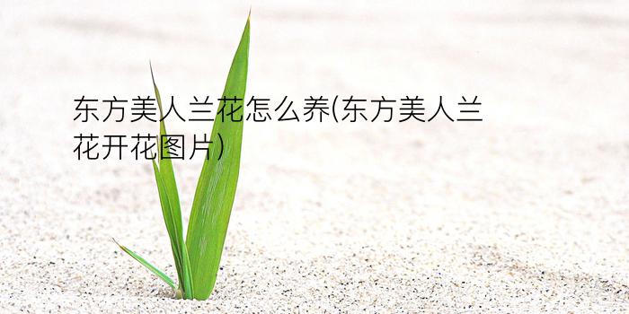 东方美人兰花怎么养(东方美人兰花开花图片)