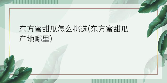 东方蜜甜瓜怎么挑选(东方蜜甜瓜产地哪里)