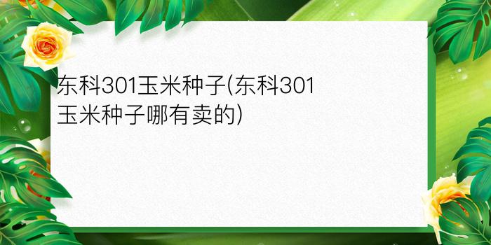 东科301玉米种子(东科301玉米种子哪有卖的)