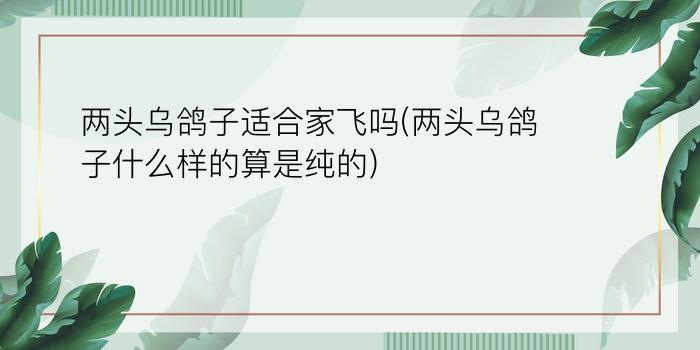 两头乌鸽子适合家飞吗(两头乌鸽子什么样的算是纯的)