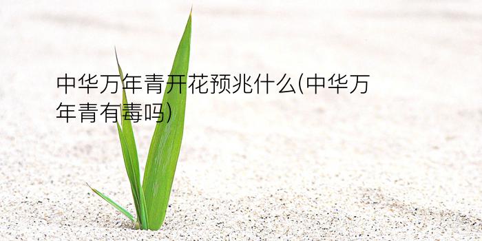 中华万年青开花预兆什么(中华万年青有毒吗)