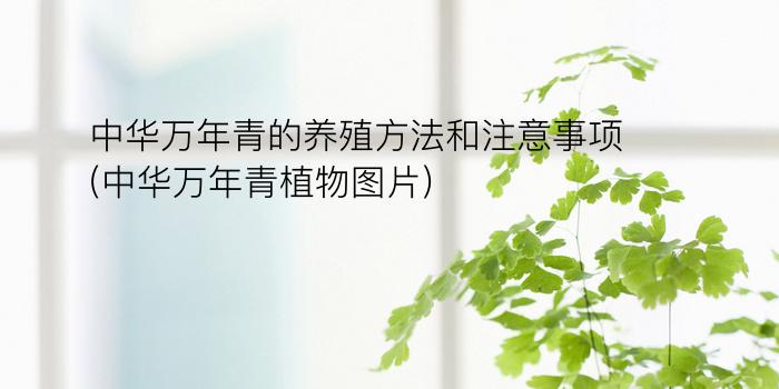 中华万年青的养殖方法和注意事项(中华万年青植物图片)