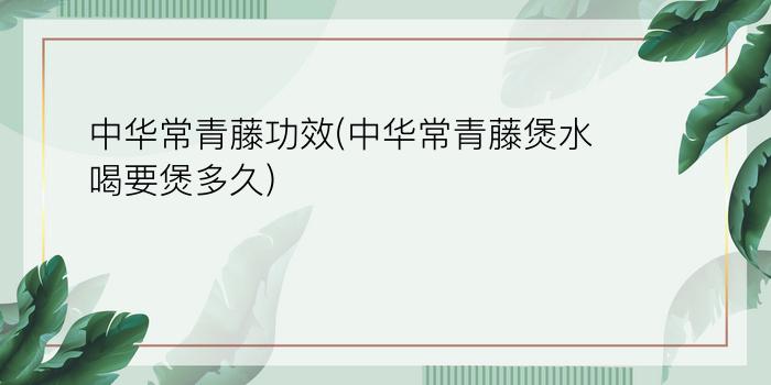 中华常青藤功效(中华常青藤煲水喝要煲多久)