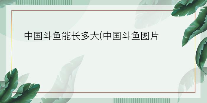 中国斗鱼能长多大(中国斗鱼图片)