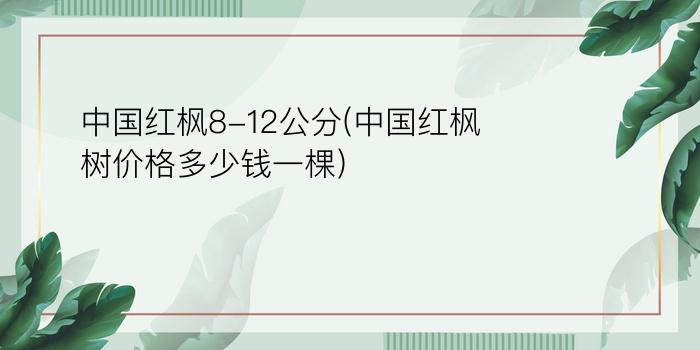 中国红枫8-12公分(中国红枫树价格多少钱一棵)