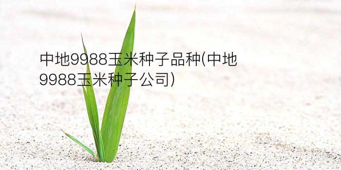 中地9988玉米种子品种(中地9988玉米种子公司)