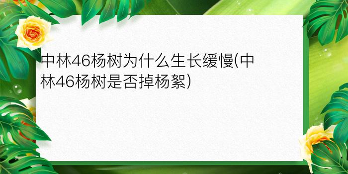 中林46杨树为什么生长缓慢(中林46杨树是否掉杨絮)