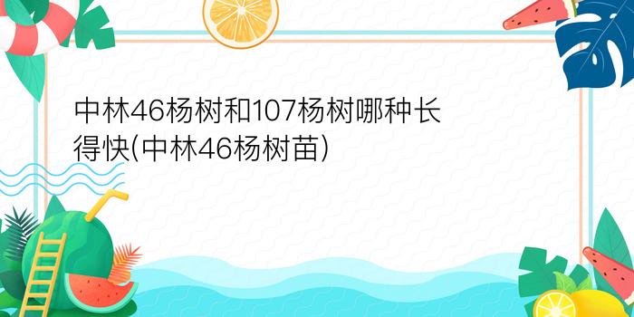 中林46杨树和107杨树哪种长得快(中林46杨树苗)