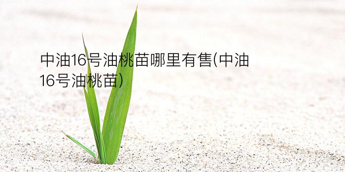 中油16号油桃苗哪里有售(中油16号油桃苗)