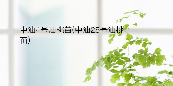 中油4号油桃苗(中油25号油桃苗)