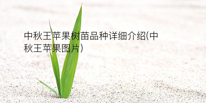 中秋王苹果树苗品种详细介绍(中秋王苹果图片)