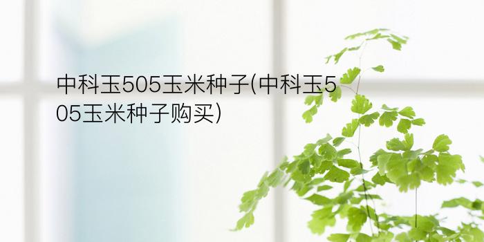 中科玉505玉米种子(中科玉505玉米种子购买)