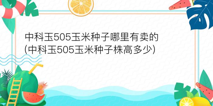 中科玉505玉米种子哪里有卖的(中科玉505玉米种子株高多少)